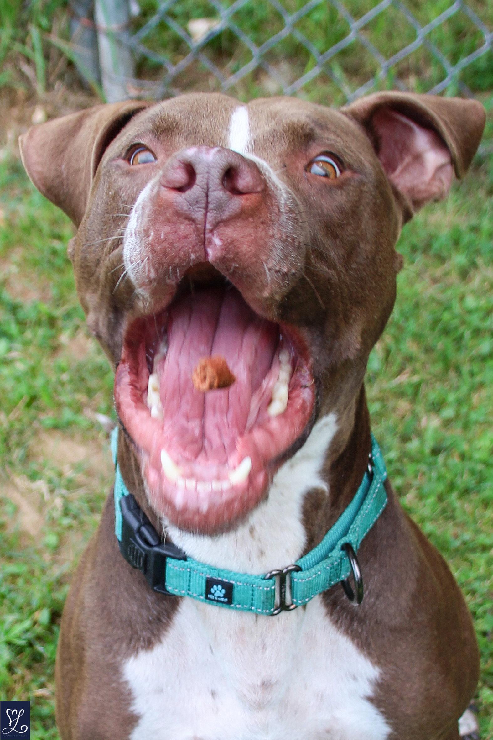 Goose, Adoptable, Young Male Pit Bull Terrier.