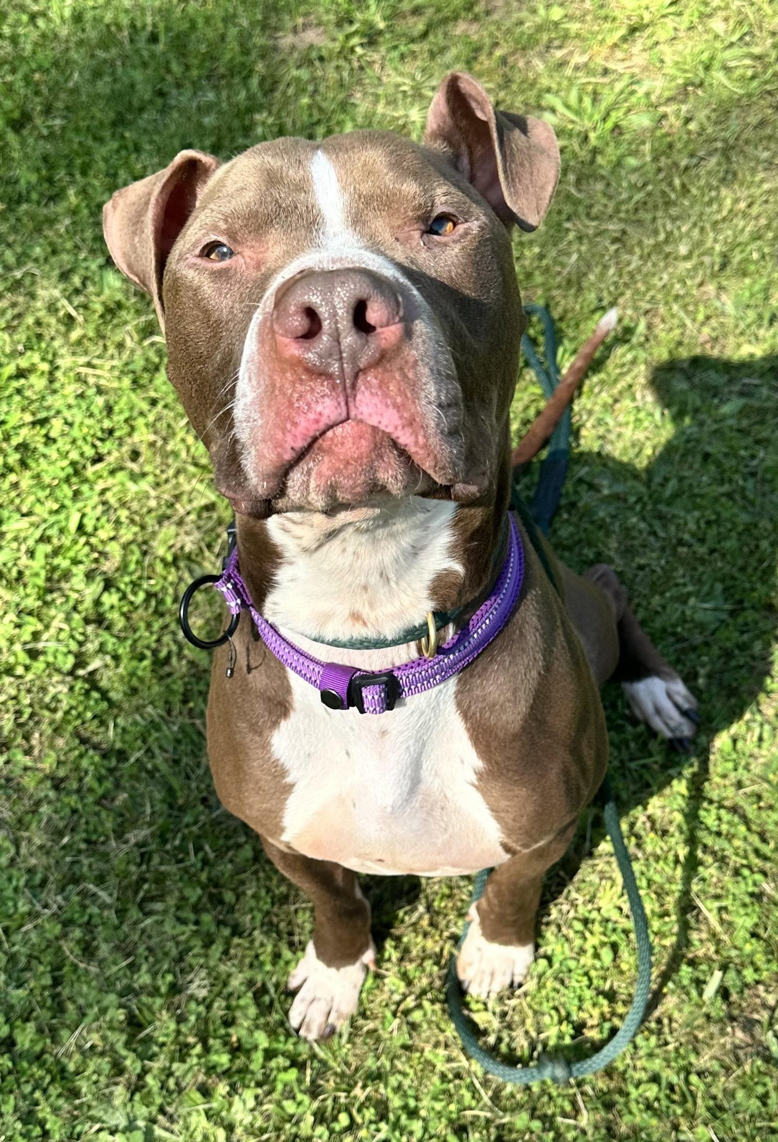 Goose, Adoptable, Young Male Pit Bull Terrier.