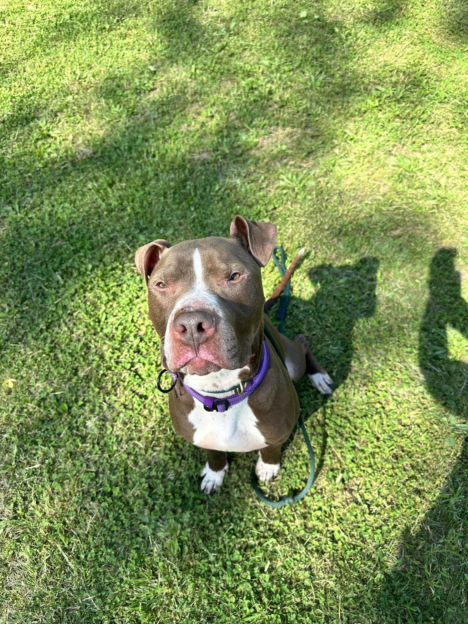 Goose, a Adoptable Pit Bull Terrier in Lockport, NY image 2/3
