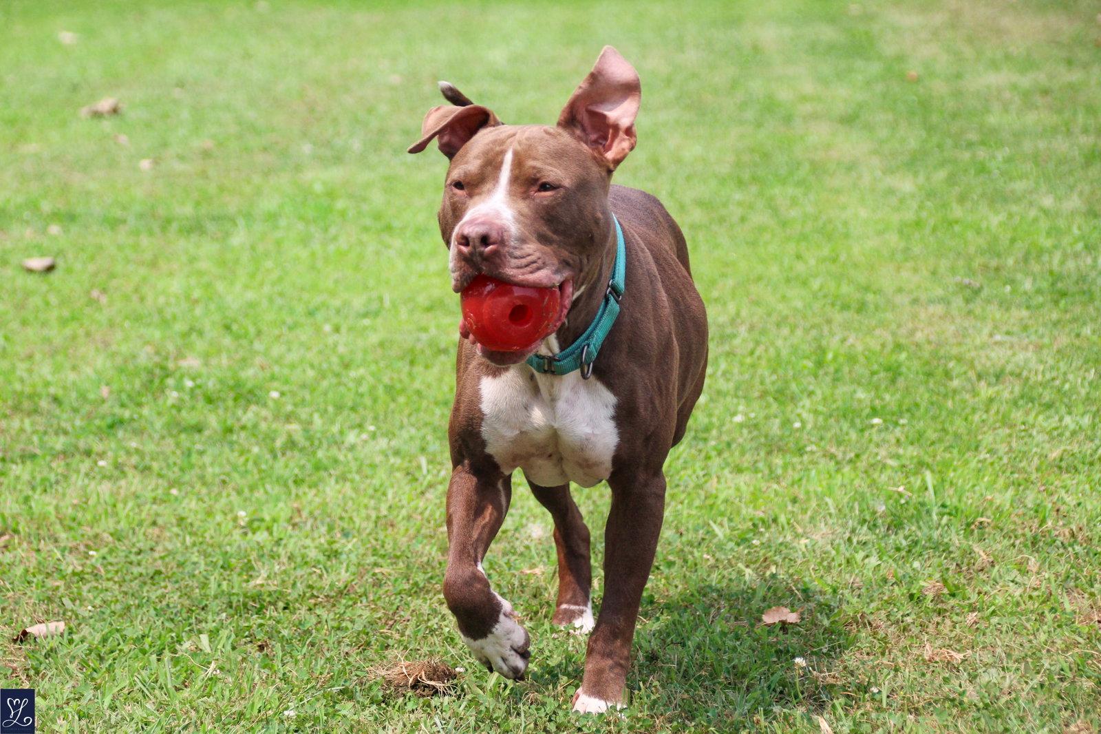 Goose, Adoptable, Young Male Pit Bull Terrier.