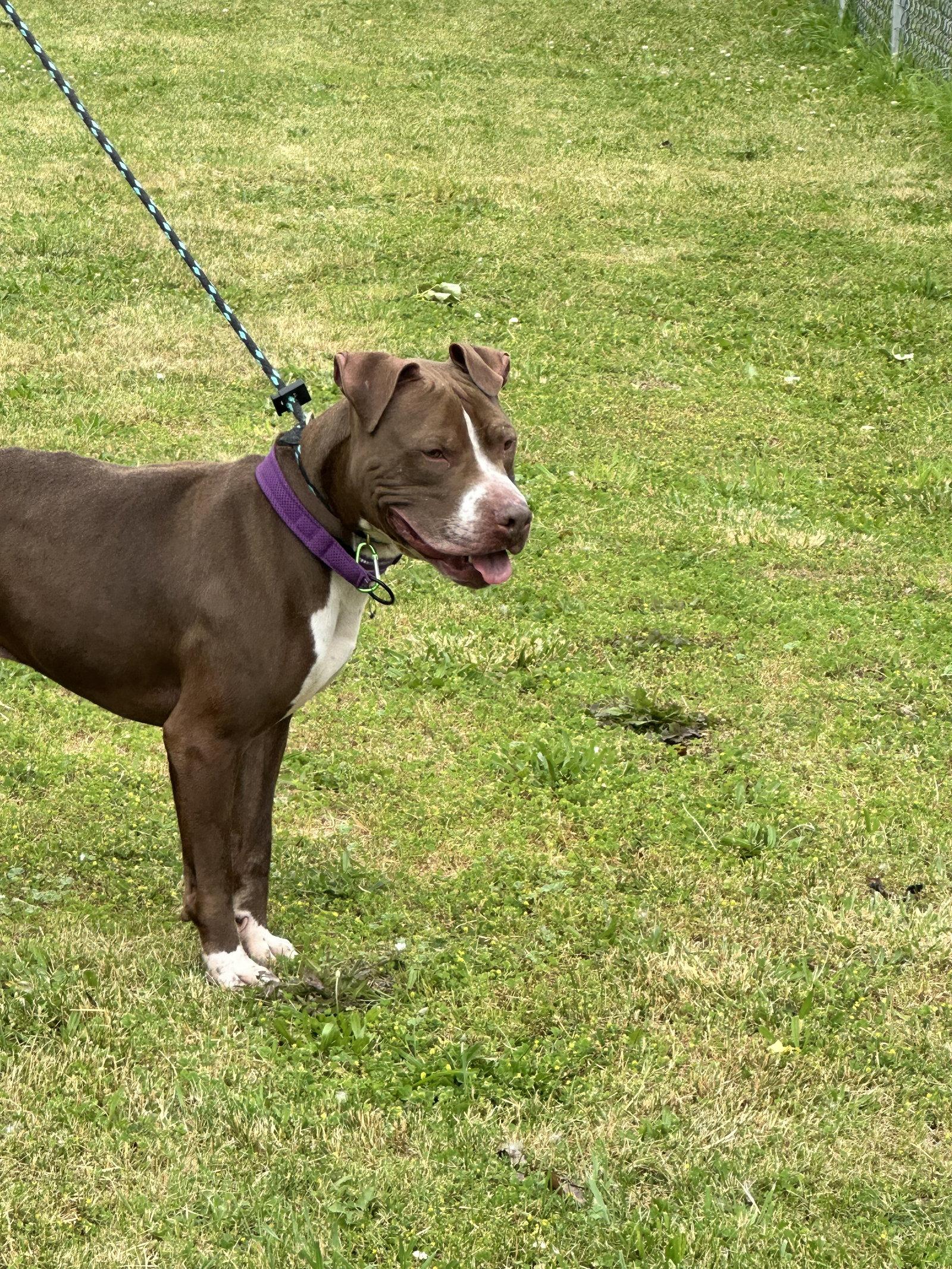 Goose, a Adoptable Pit Bull Terrier in Lockport, NY image 3/3