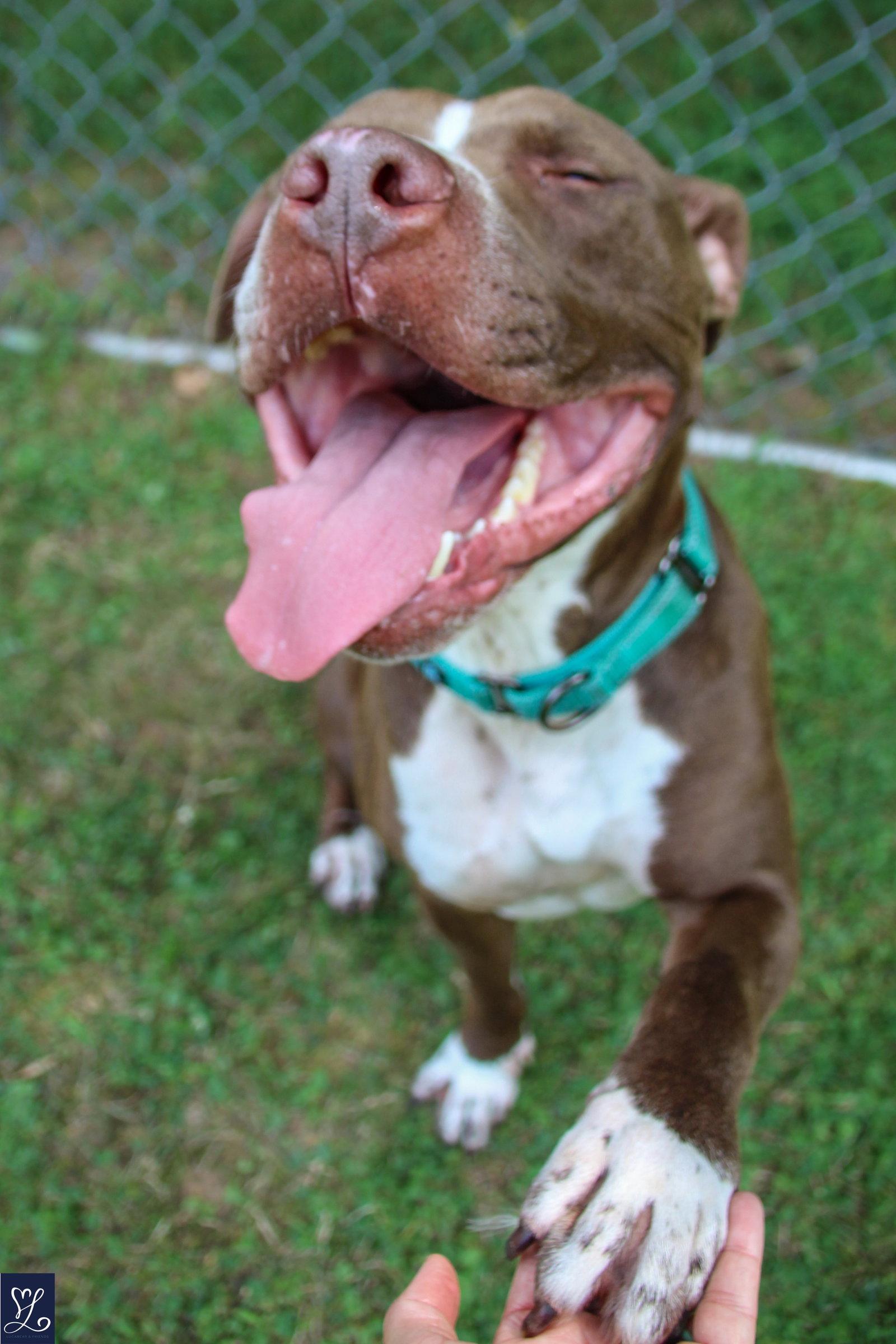 Goose, a Adoptable Pit Bull Terrier in Lockport, NY image 2/3