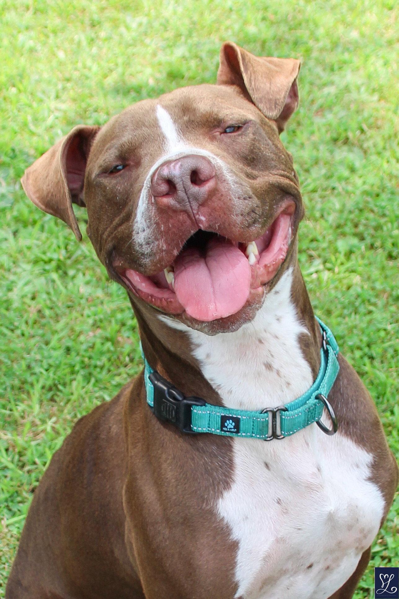Goose, a Adoptable Pit Bull Terrier in Lockport, NY image 2/3