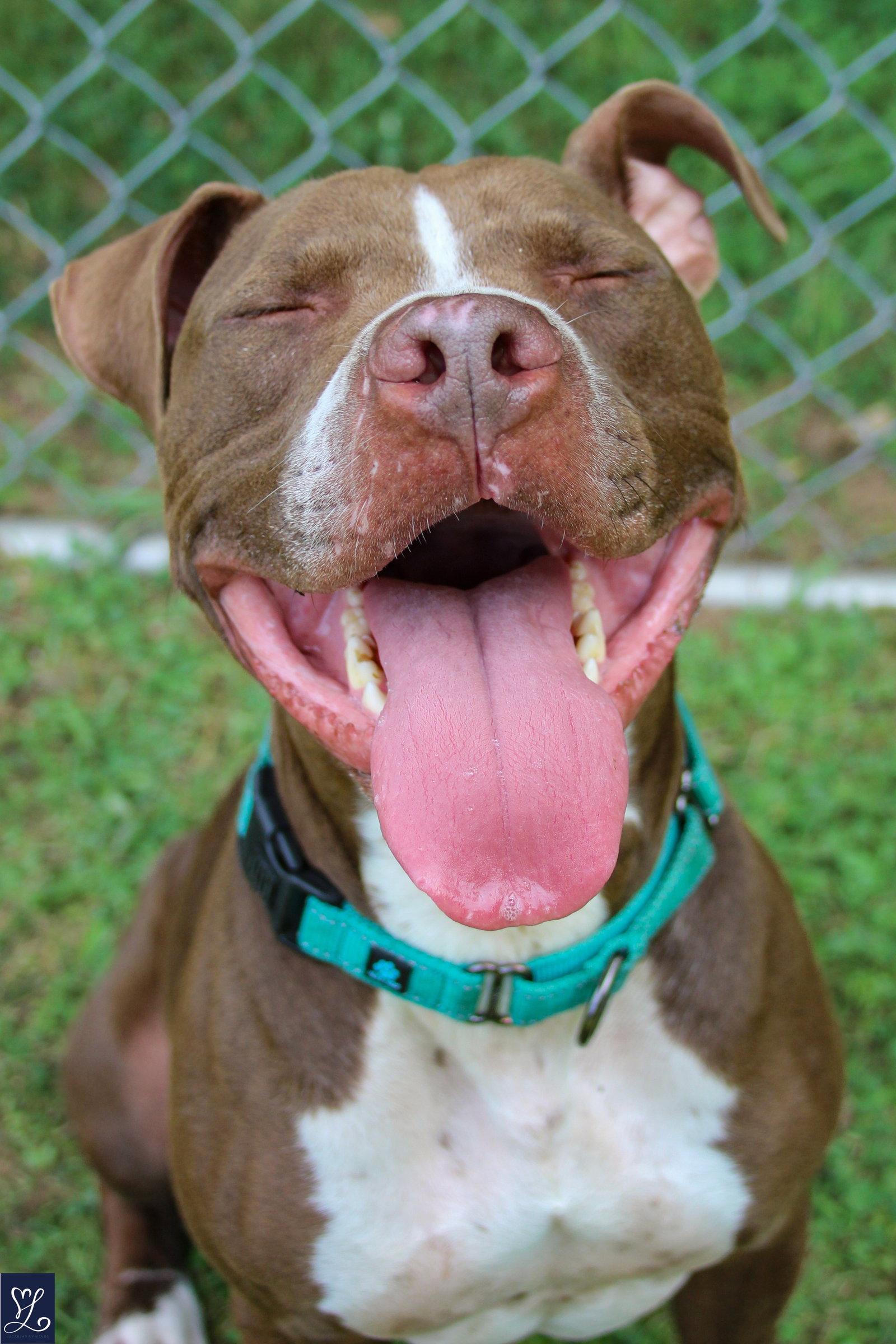 Goose, a Adoptable Pit Bull Terrier in Lockport, NY image 3/3