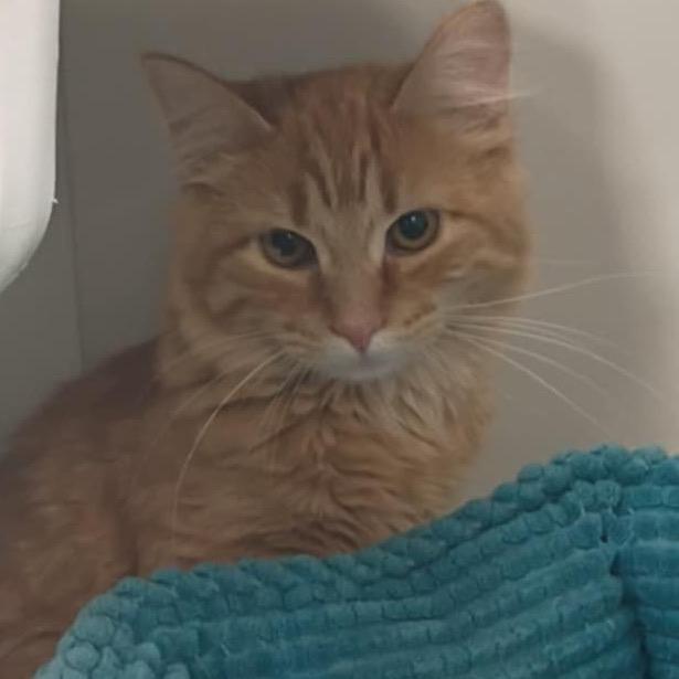 Enlarge Charmander, a Adoptable Domestic Medium Hair in Springfield, OH image 1/2