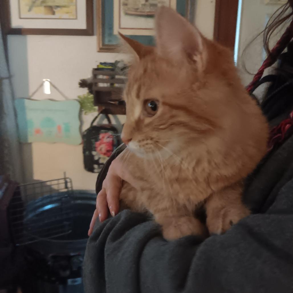 Enlarge Charmander, a Adoptable Domestic Medium Hair in Springfield, OH image 2/2