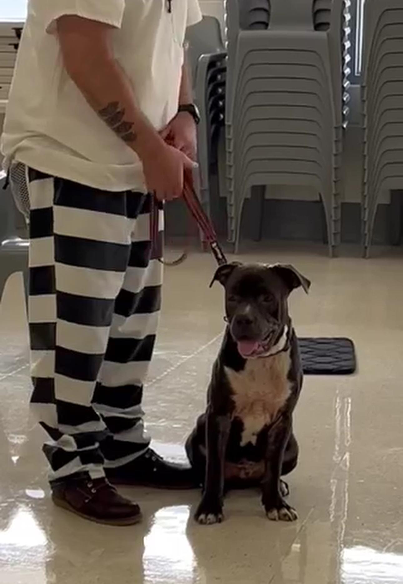 Derrrp, Adoptable, Adult Male American Staffordshire Terrier.