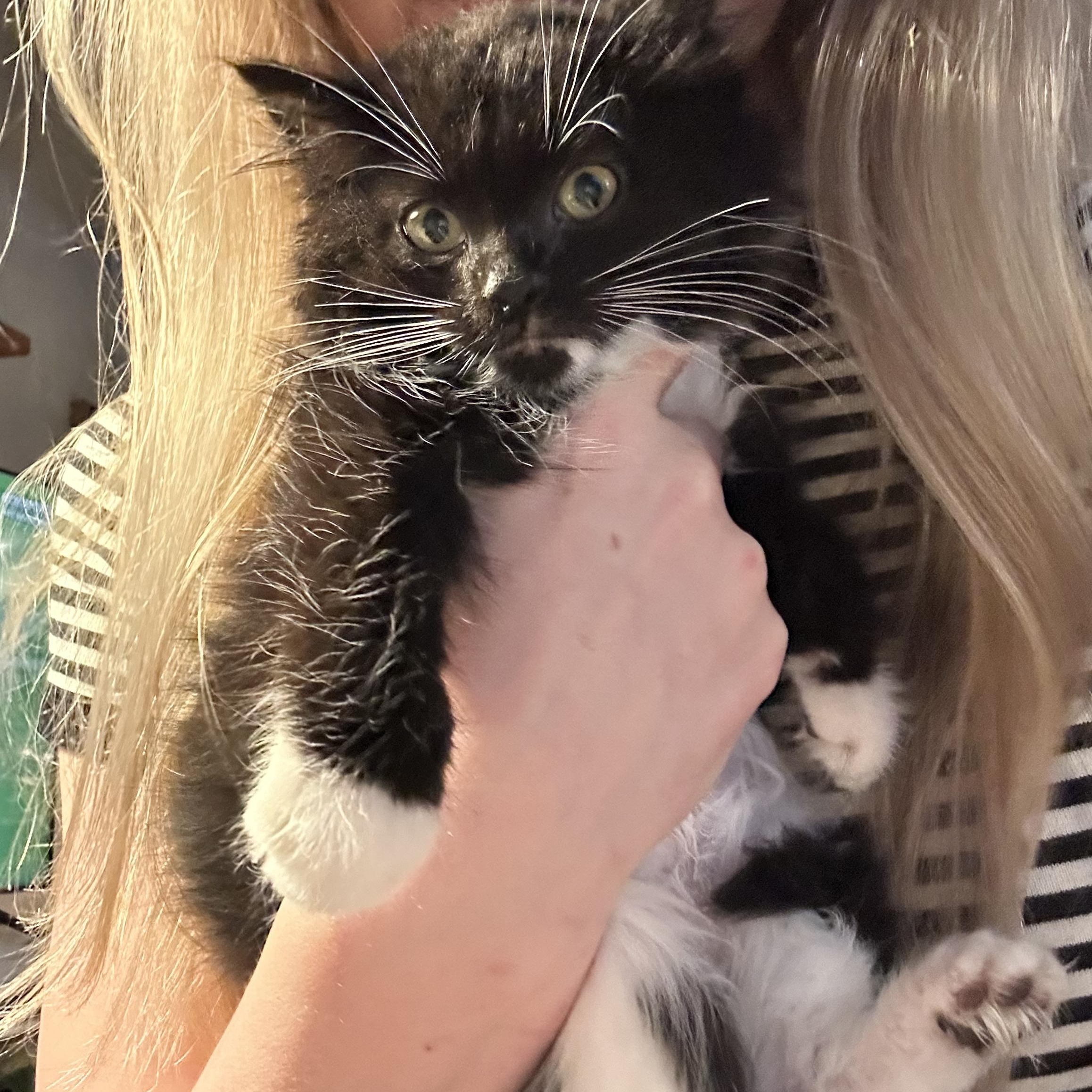 Bello-ab, Adoptable, Kitten Male Domestic Long Hair.