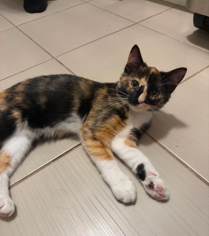 Scarlett, adopted, Kitten Female Calico.