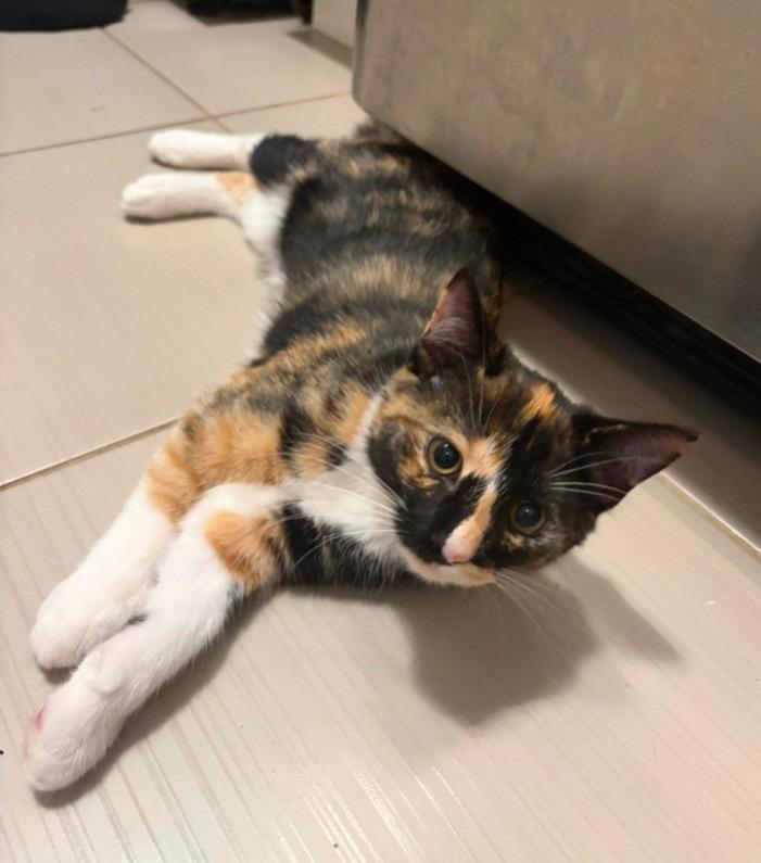 Enlarge Scarlett, an adopted Calico in Hamilton, ON image 2/2