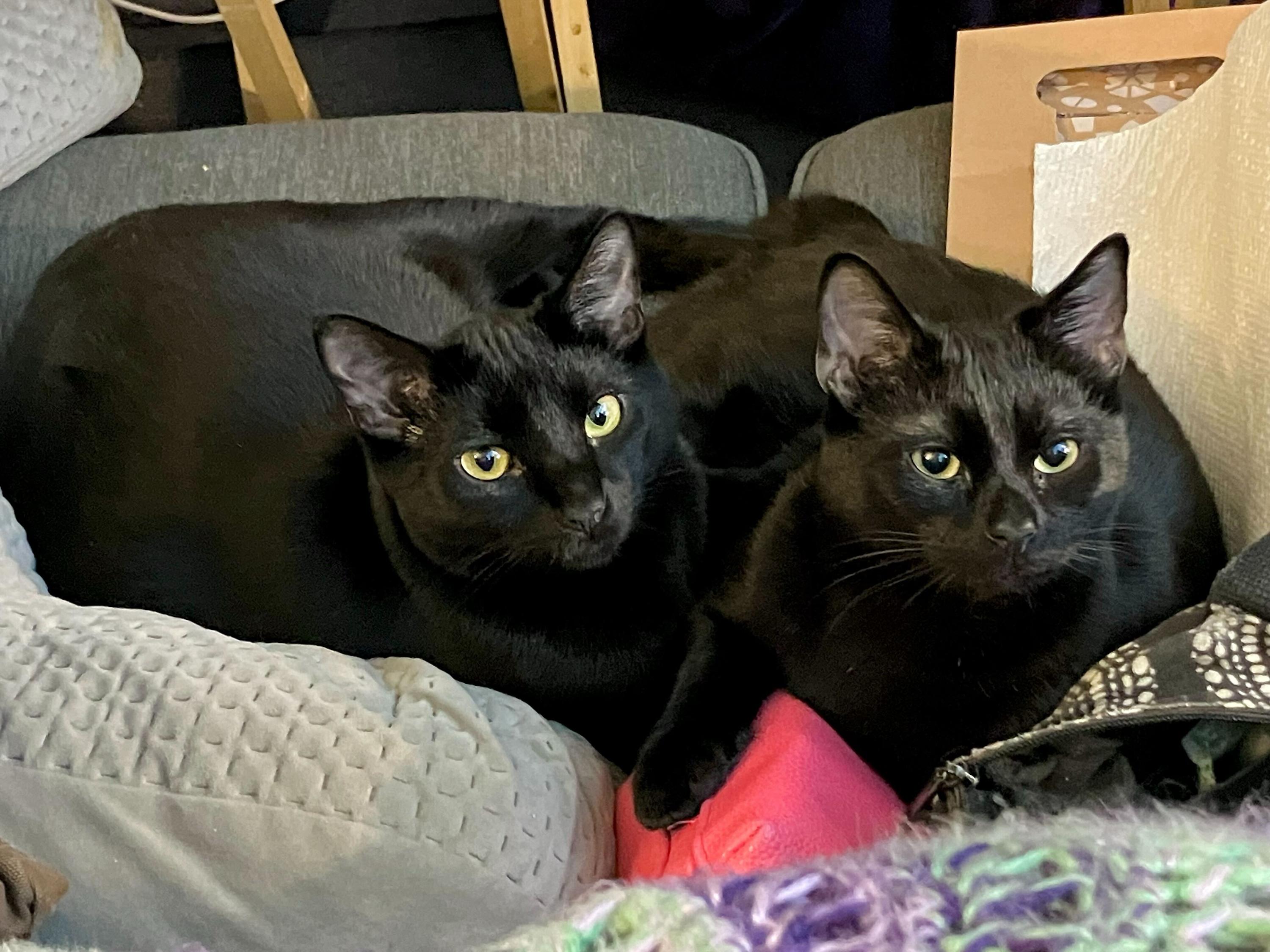 Nebula and Nosferatu, Adoptable, Young Male Domestic Short Hair.