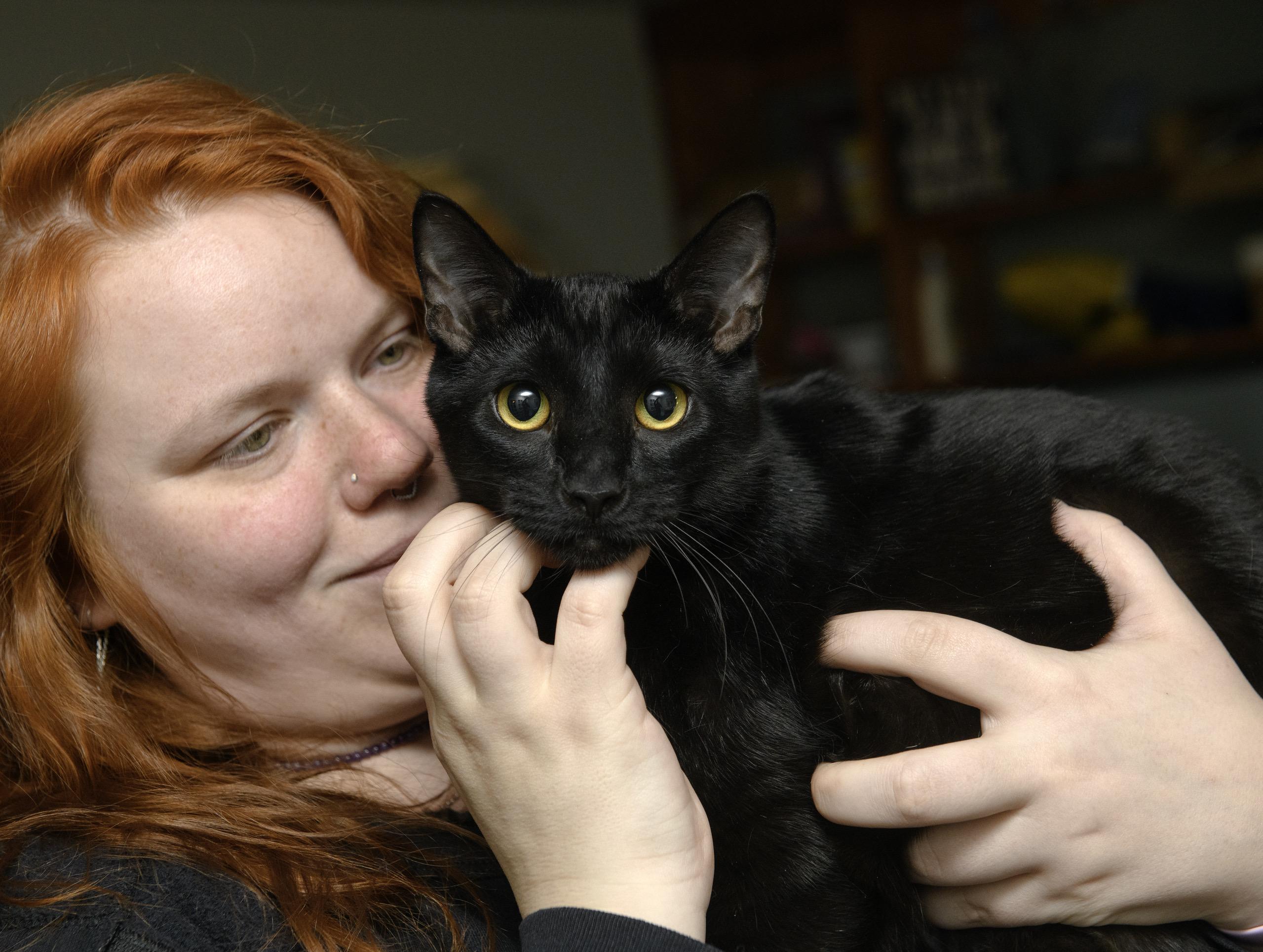 Enlarge Nebula and Nosferatu, a Adoptable Domestic Short Hair in Seattle, WA image 5/5