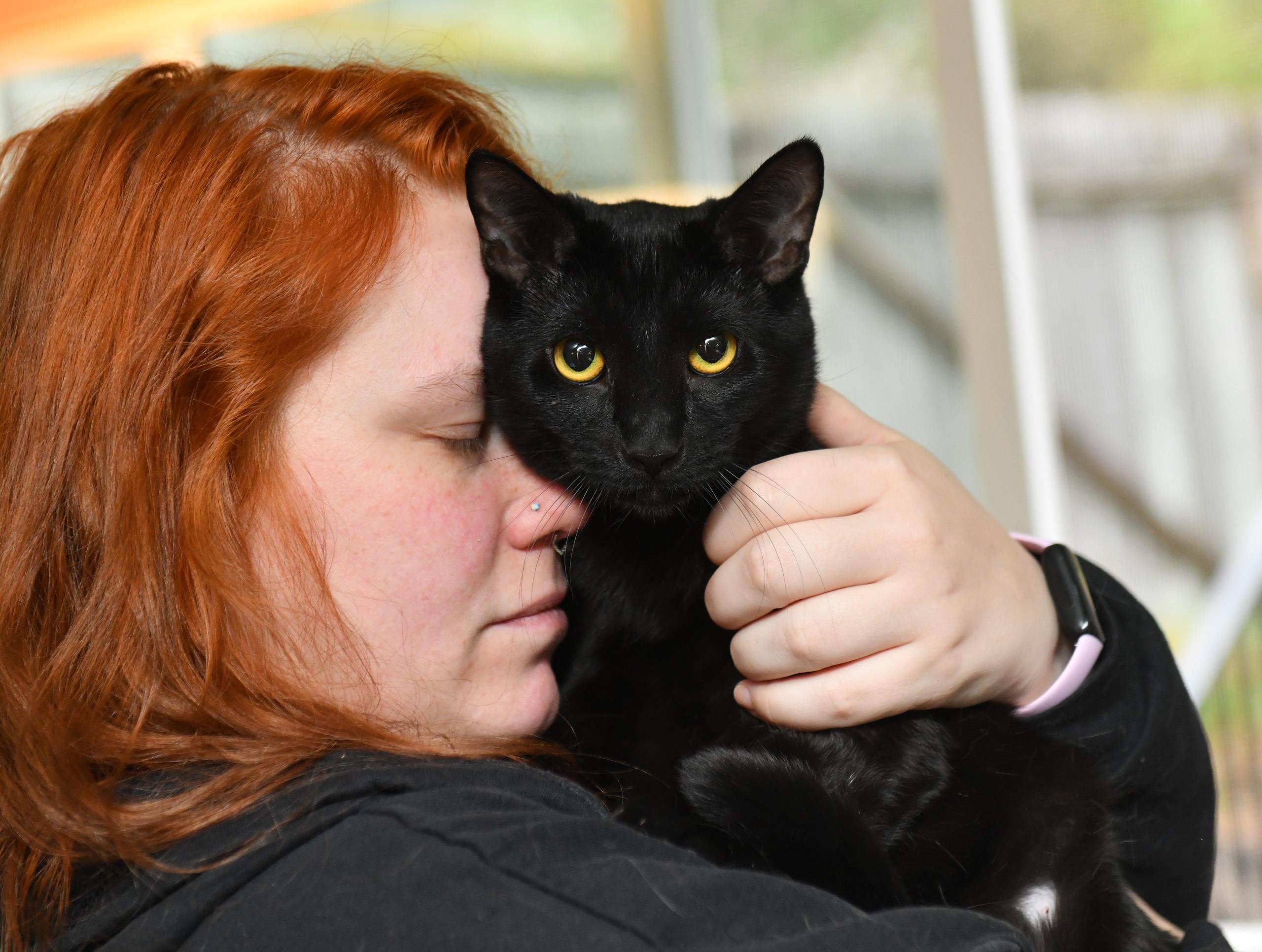 Enlarge Nebula and Nosferatu, a Adoptable Domestic Short Hair in Seattle, WA image 4/5