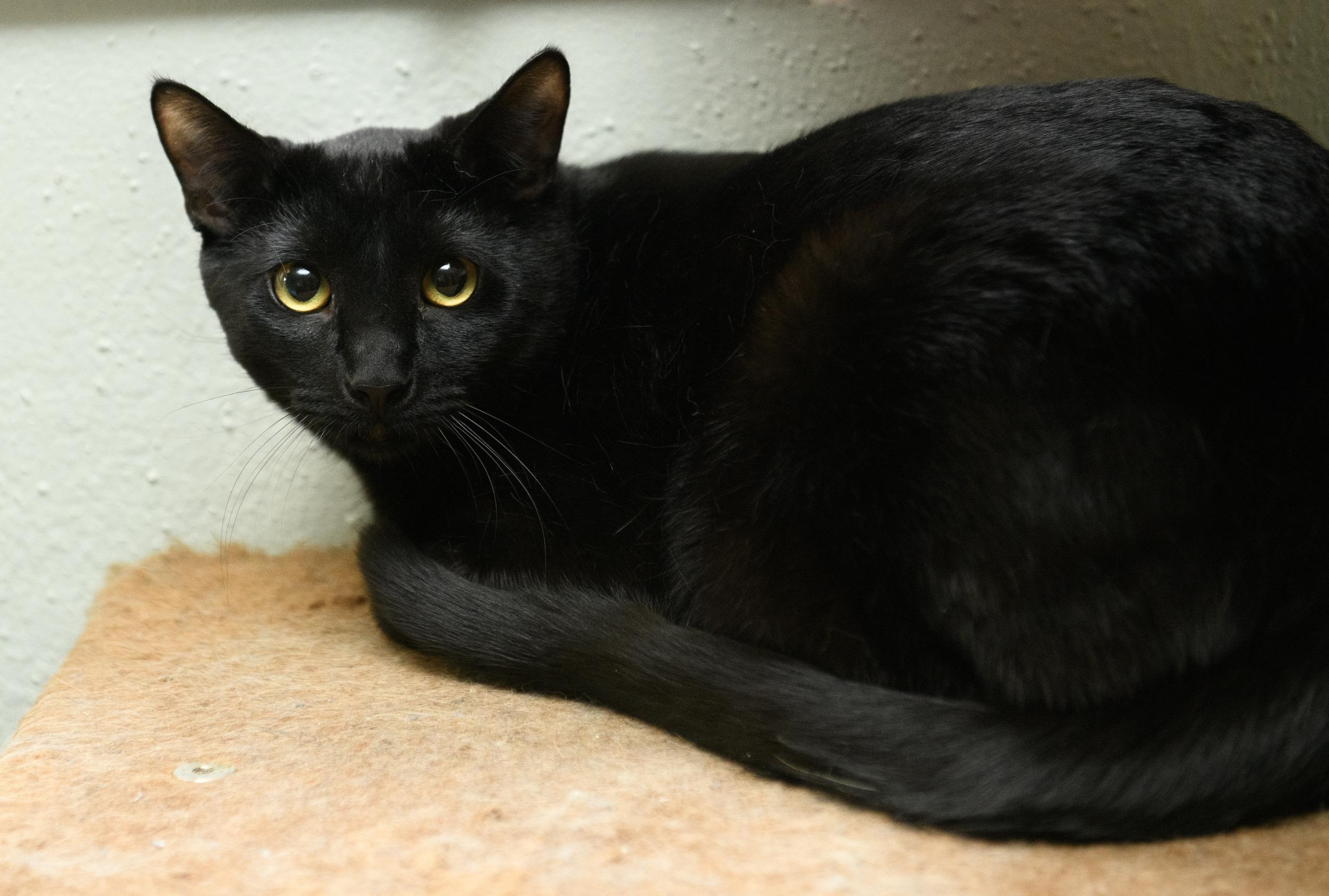 Enlarge Nebula and Nosferatu, a Adoptable Domestic Short Hair in Seattle, WA image 3/5