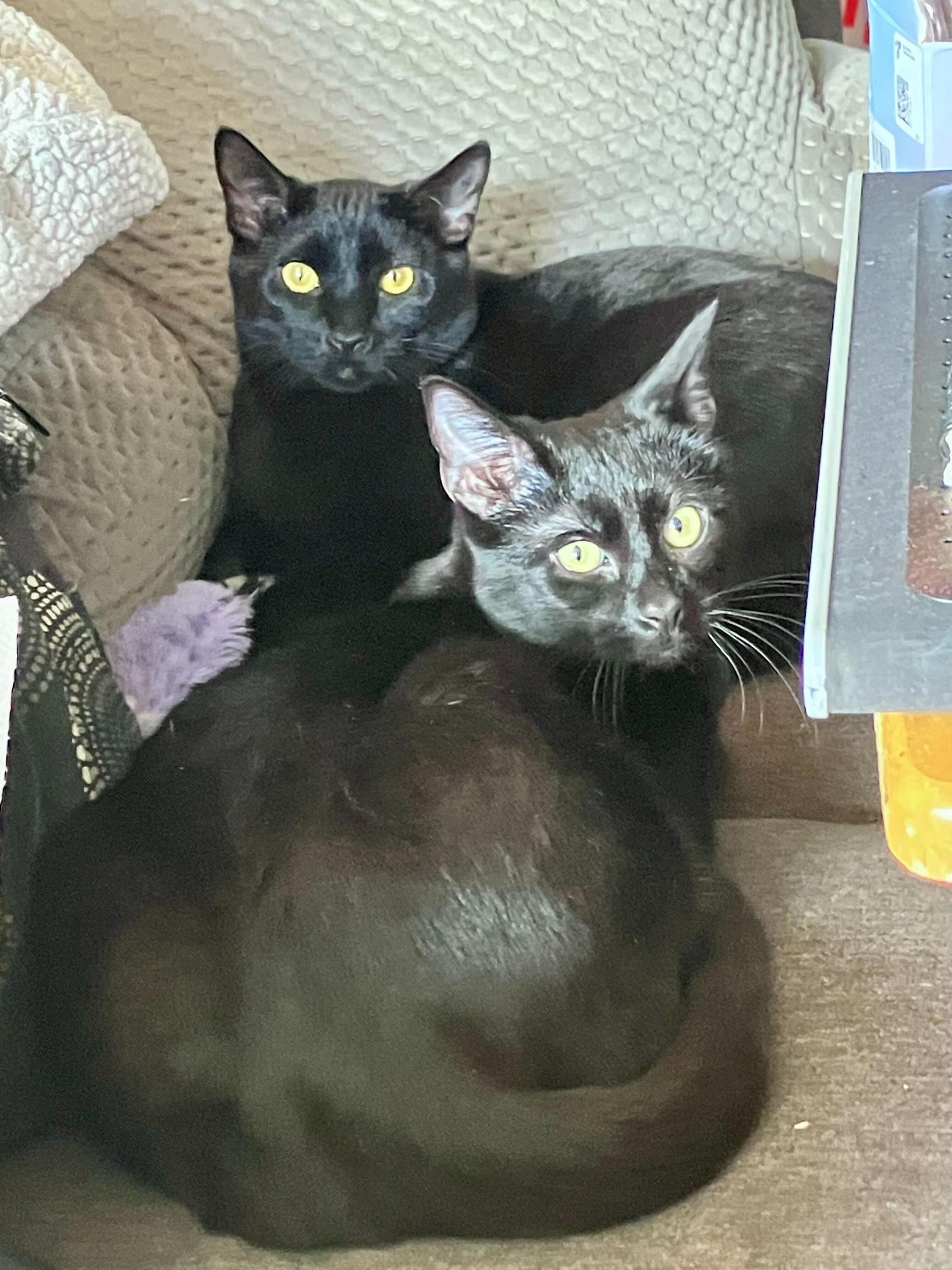 Enlarge Nebula and Nosferatu, a Adoptable Domestic Short Hair in Seattle, WA image 2/5