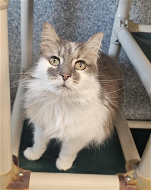 Enlarge LIBBY, a Adoptable Domestic Long Hair in Paradise, CA image 1/1