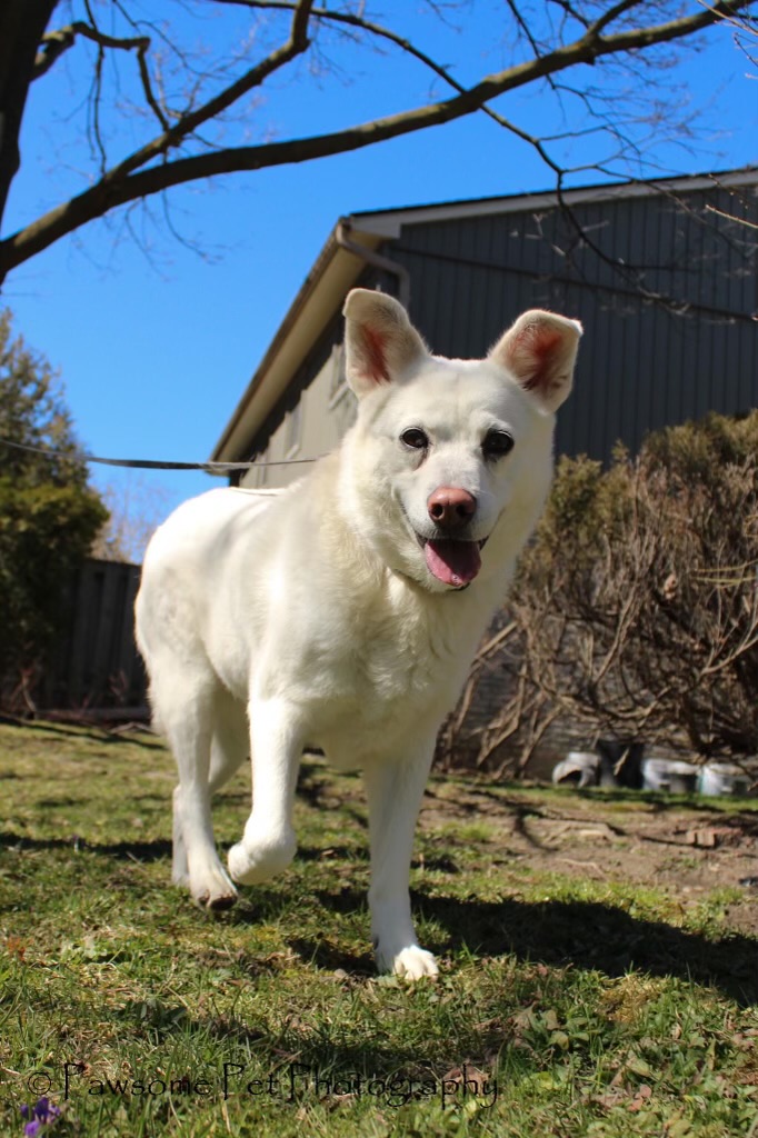 LUNA - 8yrs old, Adoptable, Adult Female Jindo.
