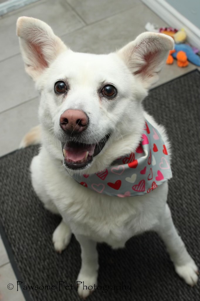 LUNA - 8yrs old, an adoptable Jindo in North York, ON, M6A 2G4 | Photo Image 2