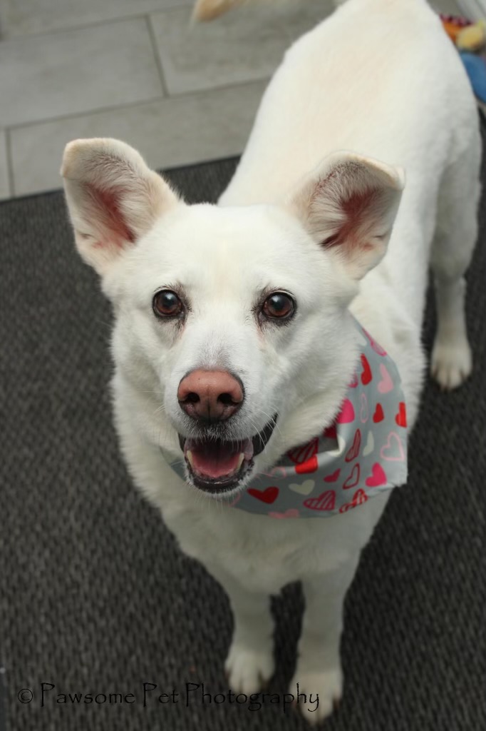 LUNA - 8yrs old, a Adoptable mixed breed in North York, ON image 5/6