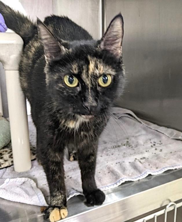 Enlarge RAOW, a Adoptable mixed breed in Battle Creek, MI image 1/1