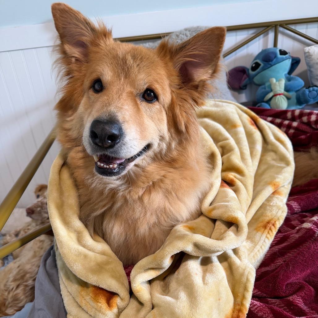 Zoey 1887, ADOPTABLE, Senior • Female, Chow Chow & Mixed Breed.