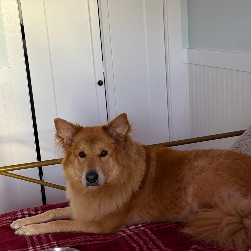 Enlarge Zoey 1887, a Adoptable mixed breed in LOXAHATCHEE, FL image 2/6
