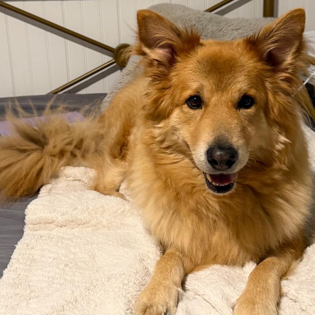 Enlarge Zoey 1887, a Adoptable mixed breed in LOXAHATCHEE, FL image 4/6