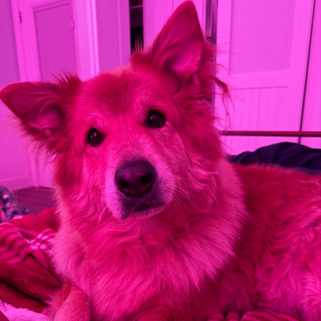 Enlarge Zoey 1887, a Adoptable mixed breed in LOXAHATCHEE, FL image 5/6