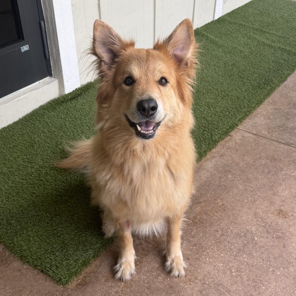 Enlarge Zoey 1887, a Adoptable mixed breed in LOXAHATCHEE, FL image 6/6