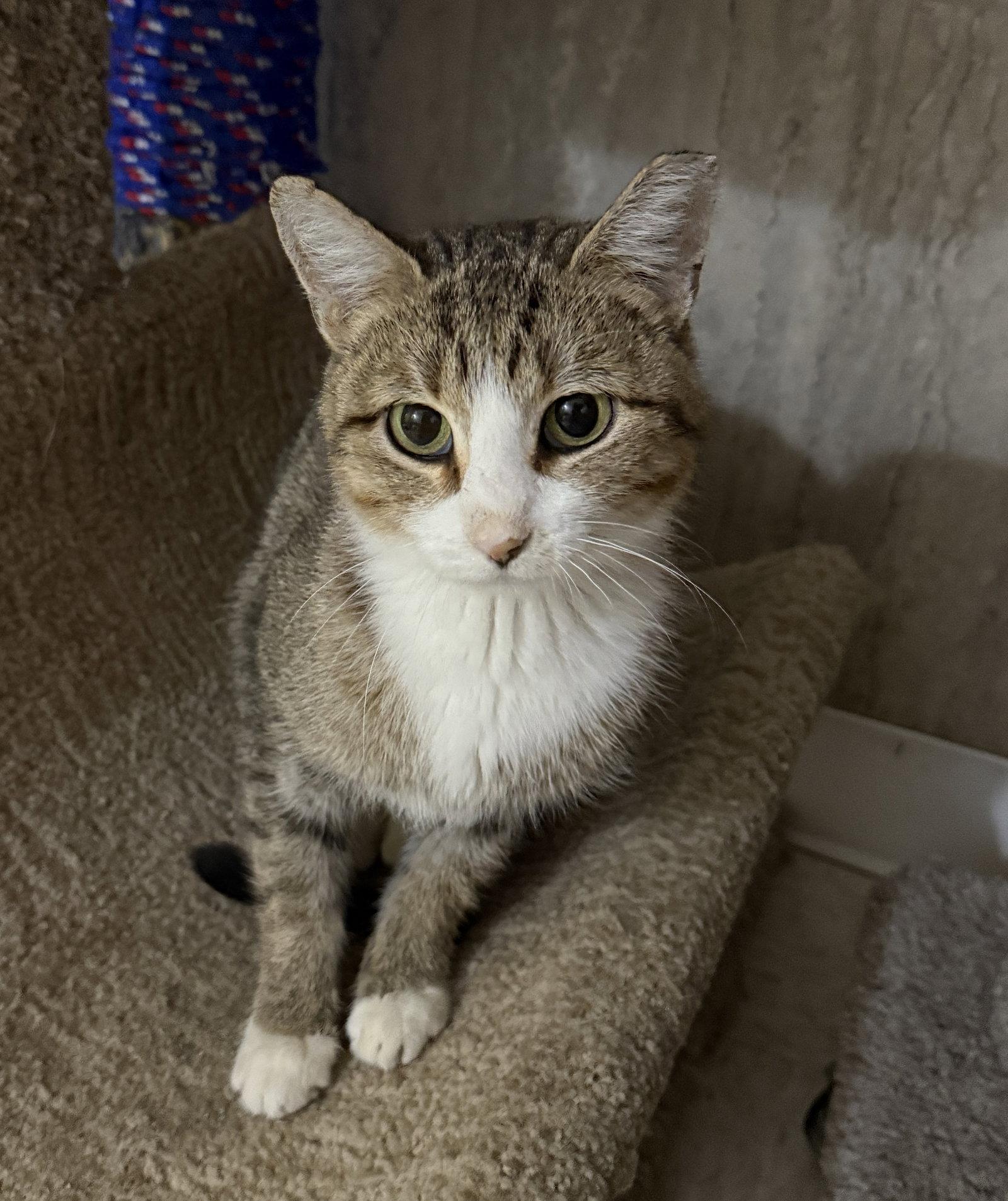 Whitney, Adopted, Adult Female Tabby & Domestic Short Hair.