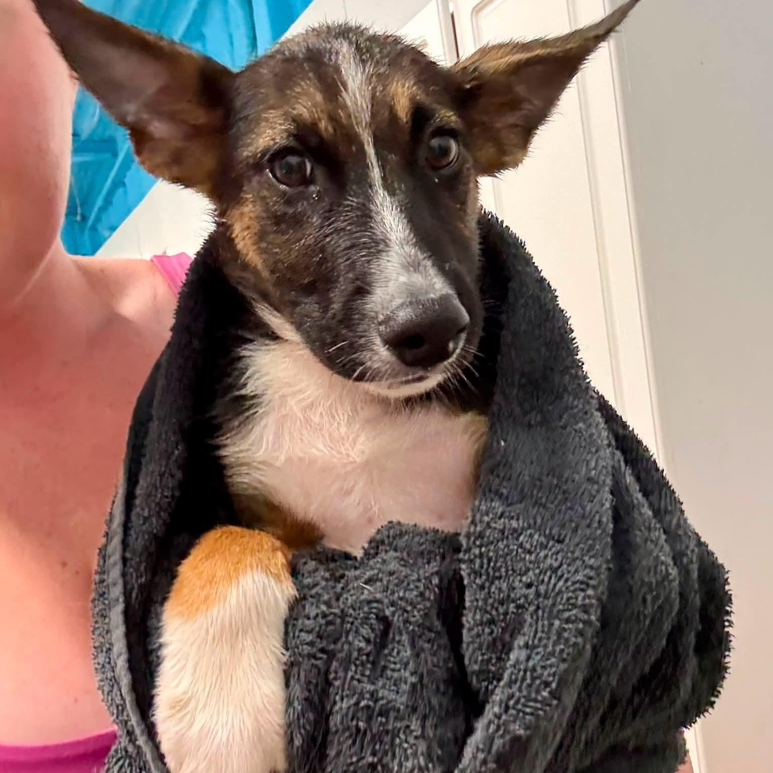 Enlarge Ryder, an adopted mixed breed in Traverse City, MI image 1/1