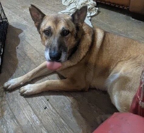 Enlarge Andy -Foster/Adopt , a Adoptable German Shepherd Dog in Detroit, MI image 1/6