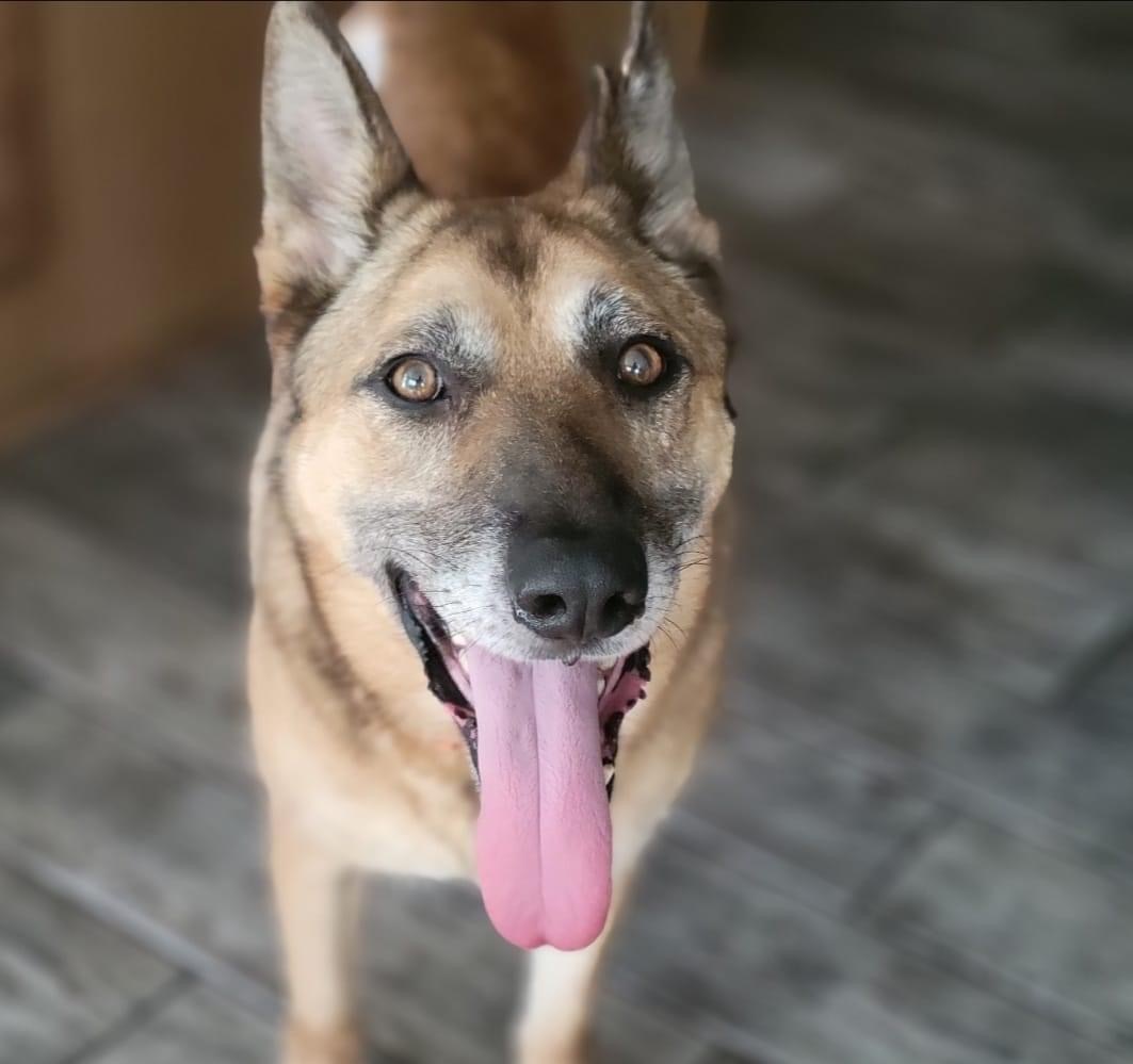 Enlarge Andy -Foster/Adopt , a Adoptable German Shepherd Dog in Detroit, MI image 2/6