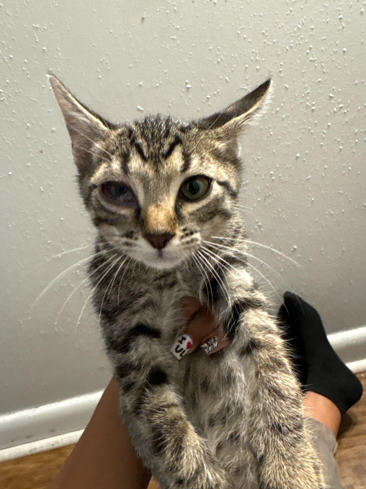 Foxy, Adopted, Kitten Male Tabby & American Shorthair.