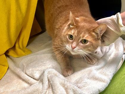 Gooby, Adoptable, Young Male Domestic Short Hair & Domestic Short Hair.