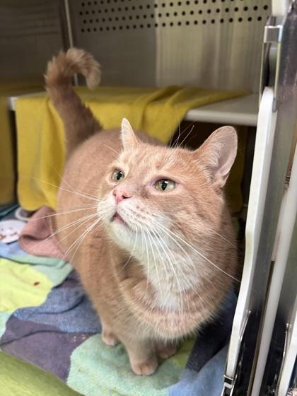 Gooby, a Adoptable mixed breed in Montreal, QC image 2/3