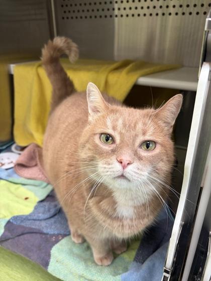 Gooby, a Adoptable mixed breed in Montreal, QC image 3/3
