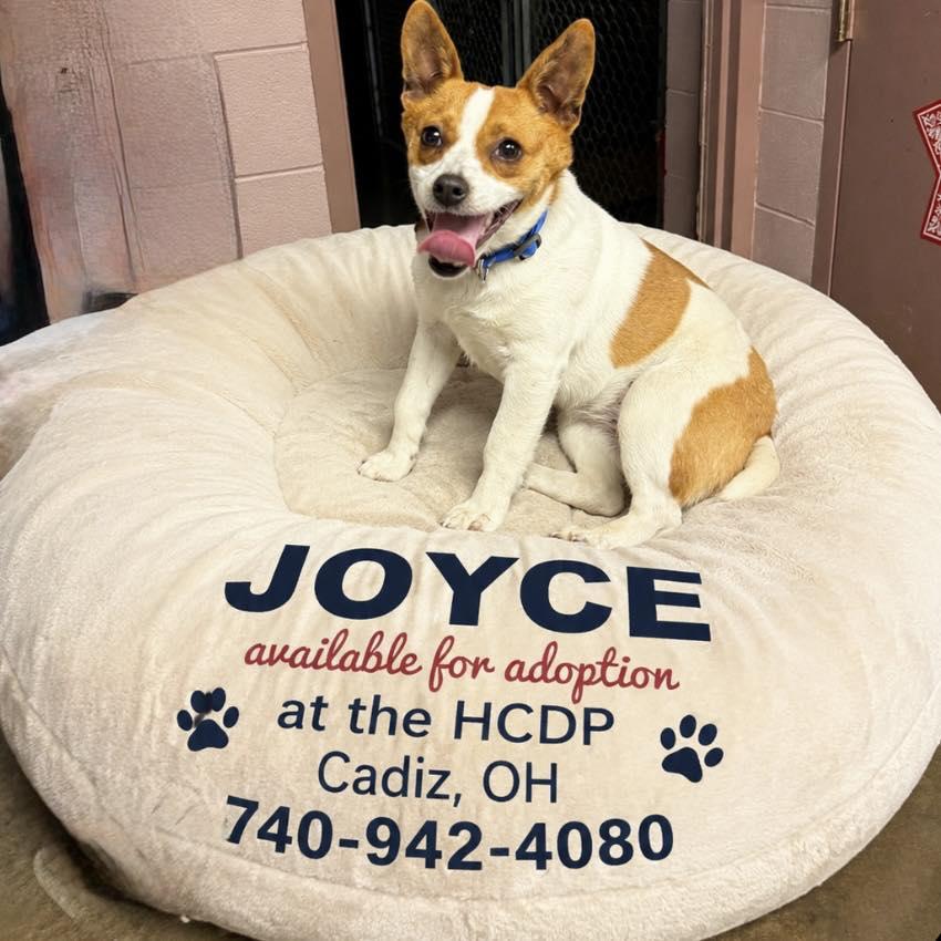JOYCE, adopted, Young Female Chihuahua.