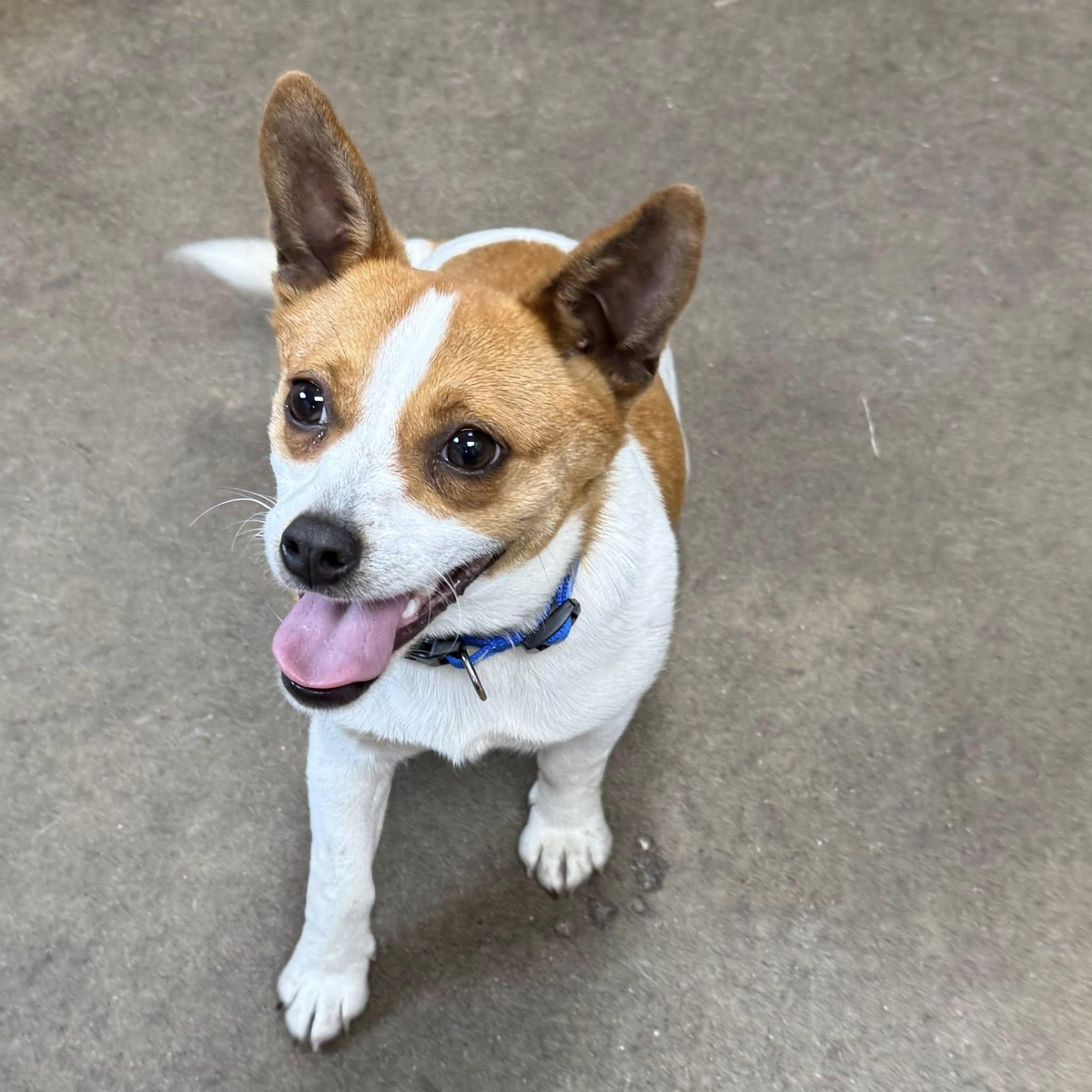 JOYCE, an adopted mixed breed in Cadiz, OH image 3/3