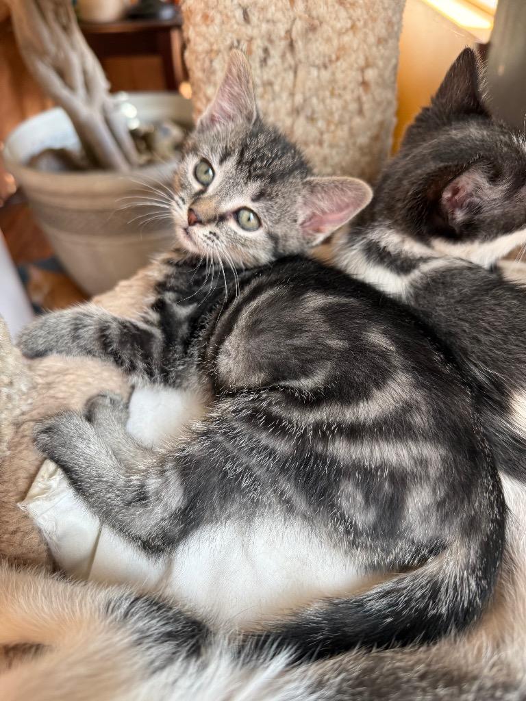 Angie, Adoptable, Kitten Female Domestic Short Hair.