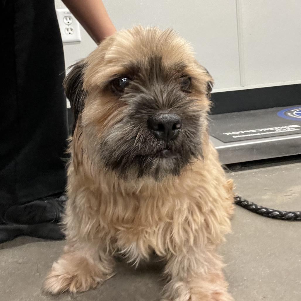 Hutch, Adoptable, Adult Male Shih Tzu & Lhasa Apso.