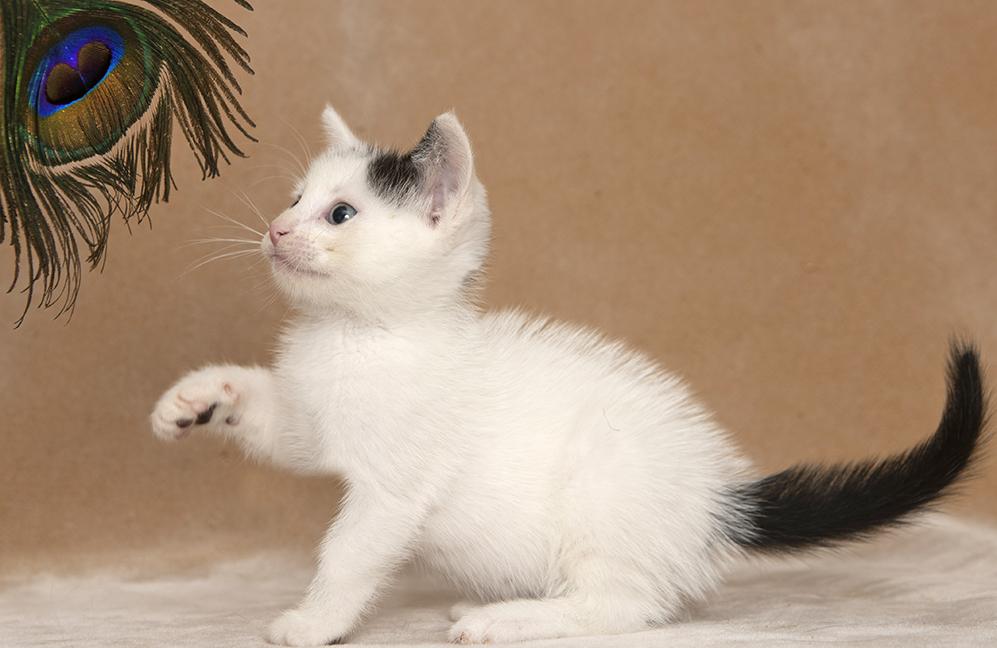 Enlarge Zach, a Adopted Domestic Short Hair in Chicago, IL image 2/4