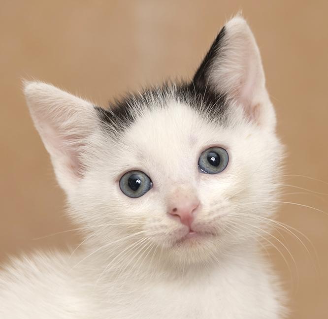 Zach, Adopted, Kitten Male Domestic Short Hair.