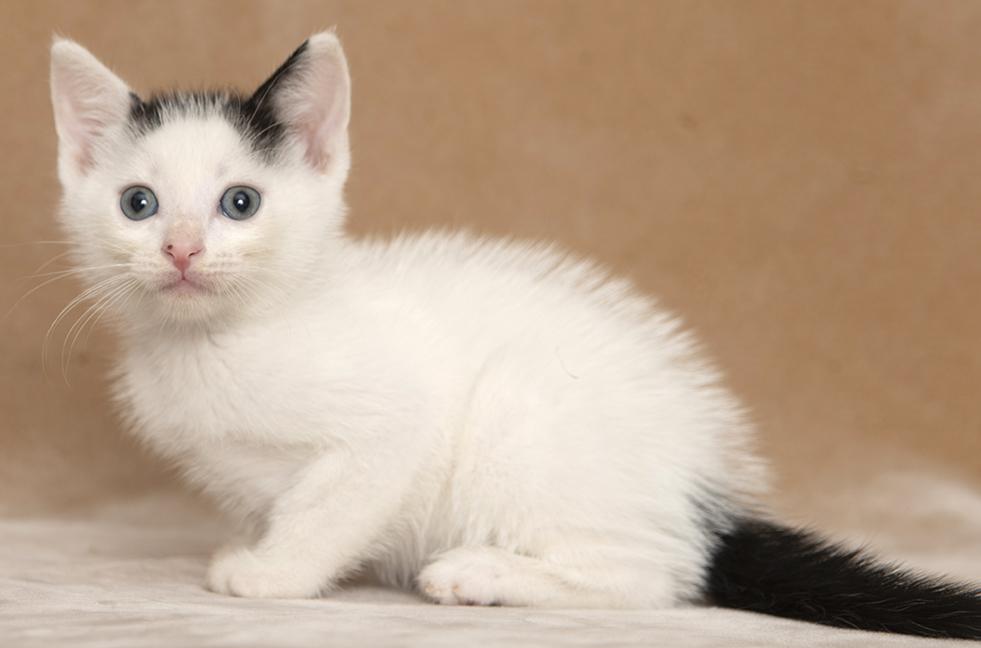 Enlarge Zach, a Adopted Domestic Short Hair in Chicago, IL image 4/4