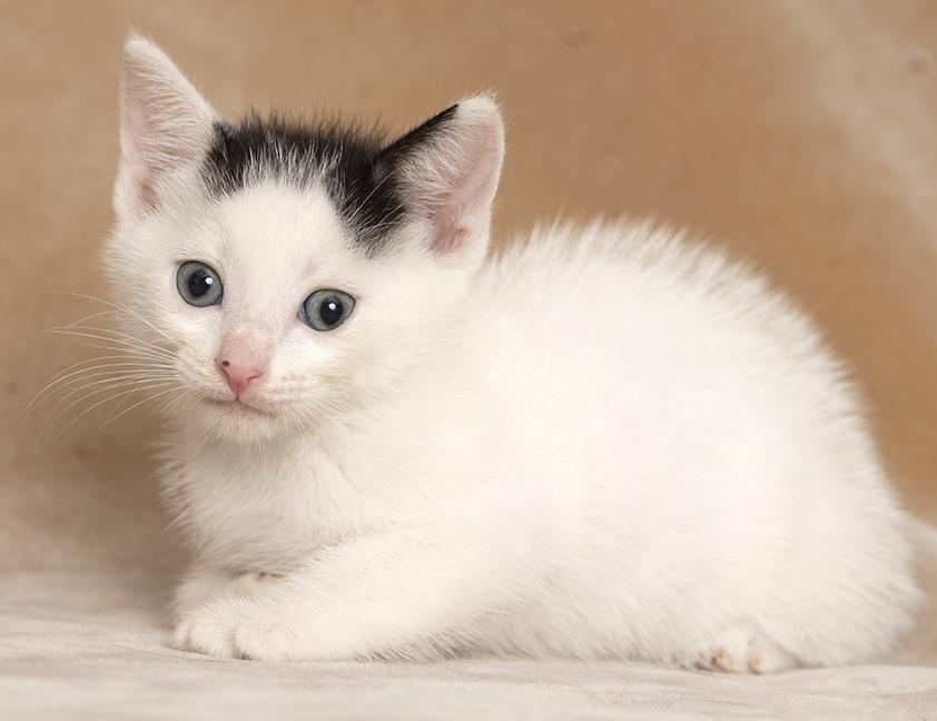 Enlarge Zach, a Adopted Domestic Short Hair in Chicago, IL image 3/4