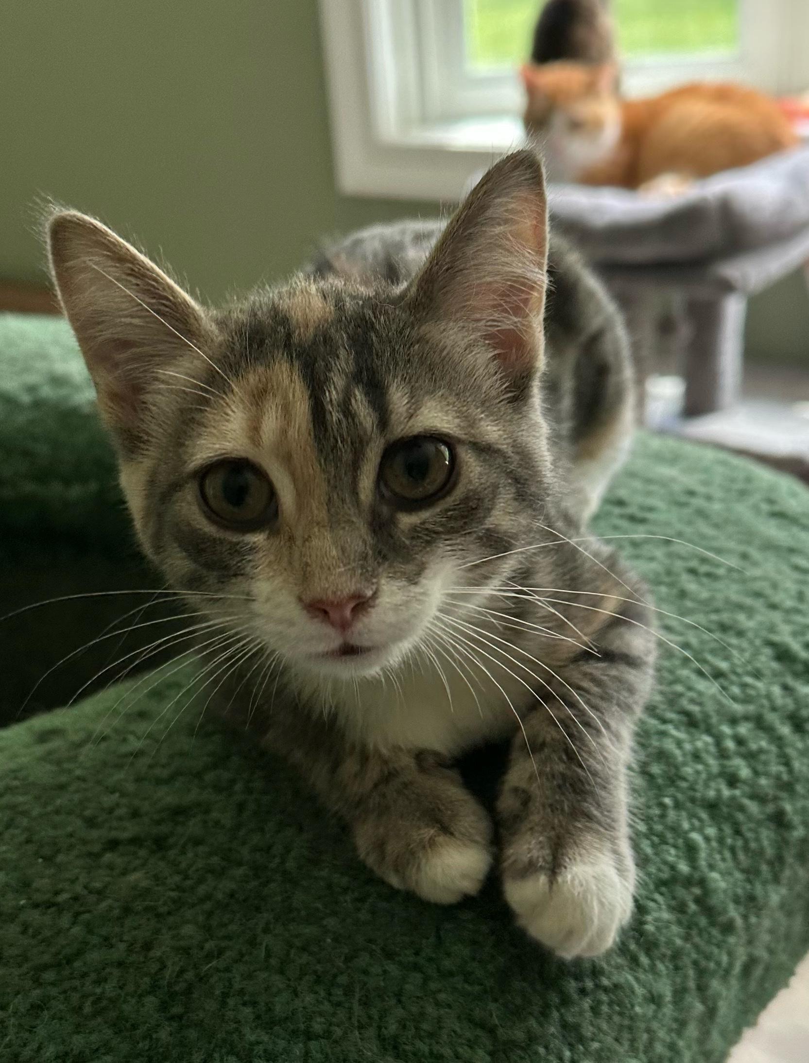 Misty, Adopted, Kitten Female Domestic Short Hair.