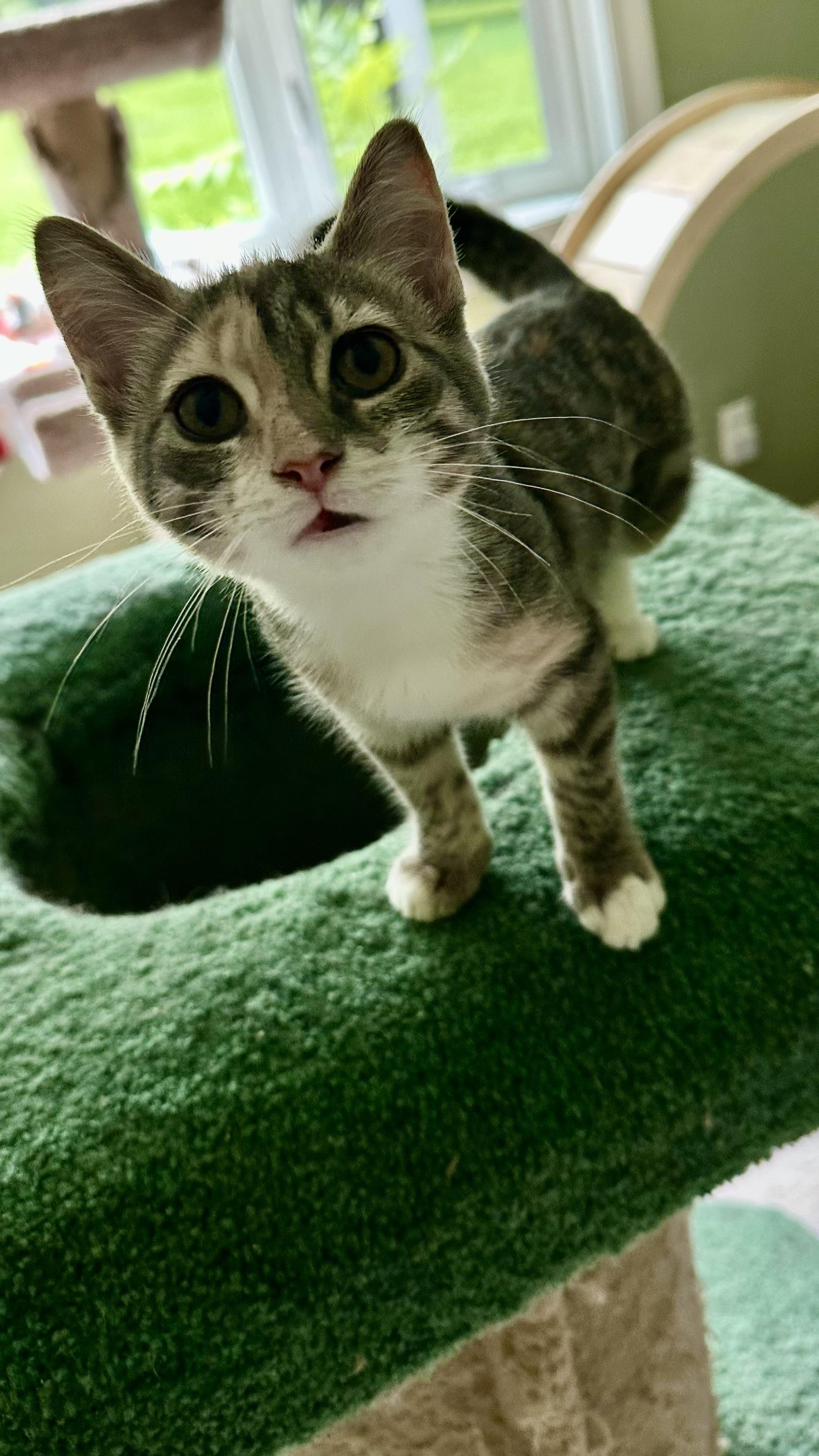 Enlarge Misty, a Adopted Domestic Short Hair in Landenberg, PA image 2/3
