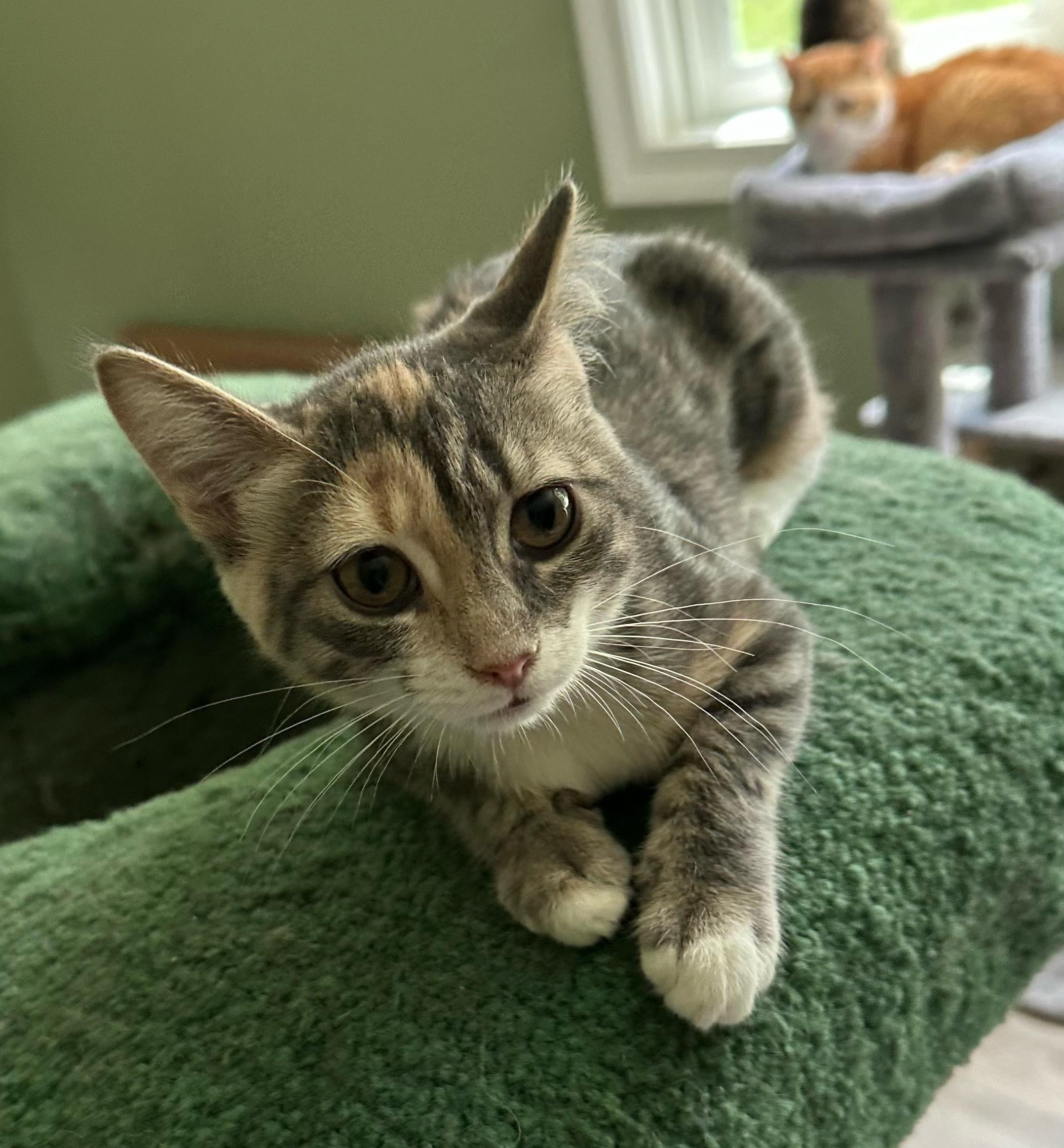 Enlarge Misty, a Adopted Domestic Short Hair in Landenberg, PA image 3/3