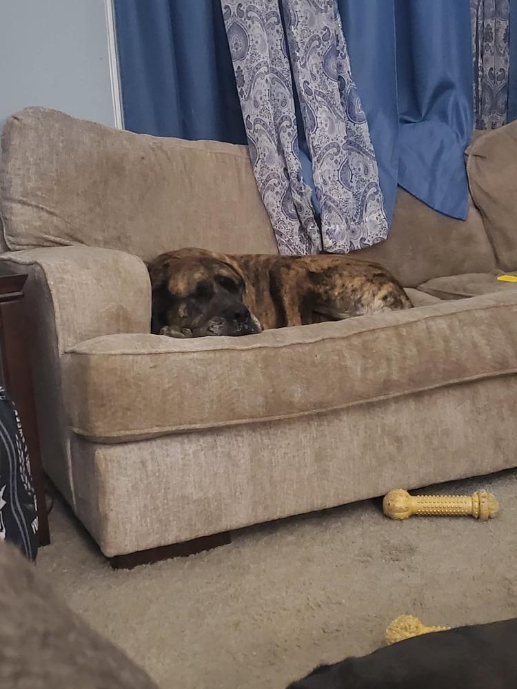 Enlarge Misty (bonded w/ Penny), a Adoptable mixed breed in Wendell, NC image 2/4