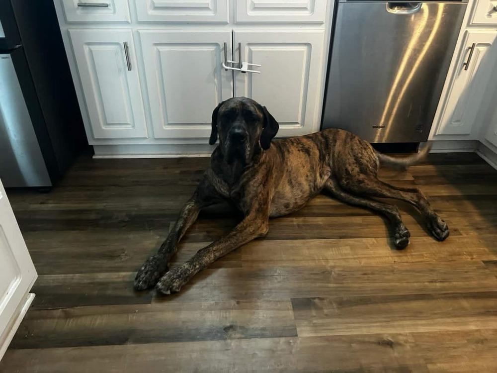 Enlarge Misty (bonded w/ Penny), a Adoptable mixed breed in Wendell, NC image 3/4